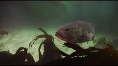 Giant sea bass (Stereolepis gigas) swimming wild in giant kelp (Macrocystis pyrifera) and bull kelp (Nereocystis luetkeana) forest. Also calico bass (Paralabrax clathratus) and sheep head (Semicossyphus pulcher) fish seen. (The moments of red reflections do NOT show accurate color.)  California Channel Islands. Healthy environment. North America West Coast.