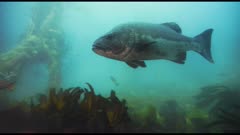 Giant sea bass (Stereolepis gigas) swimming wild in giant kelp forest (Macrocystis pyrifera) and bull kelp (Nereocystis luetkeana). Also see calico bass (Paralabrax clathratus) and senorita fish (Oxyjulis californica). (The moments of red reflections are NOT accurate color of the sea bass.) California Channel Islands. Healthy environment. North America West Coast.