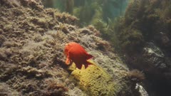 Underwater view of male Garibaldi (Hypsypops rubicundus) guarding his nest, on the flat rock face at edge of a kelp forest (Macrocystis pyrifera). Passing females have laid their eggs on a bed of golden algae. The Garibaldi uses his mouth to clean debris off the eggs. And the Garibaldi uses his mouth to pick up and remove a bit of seaweed which has floated too near his nest. Good natural sunlight on all. California Channel Islands. Healthy environment. North America West Coast. Pacific Ocean.