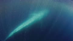 RARE FOOTAGE of a blue whale (Balaenoptera musculus) feeding on krill, underwater shot, see the entire whale as it swims up from deep and passes by to gulp up a mouthful of krill at surface of ocean, viewed from underwater near surface. See the cloud of tiny shrimp, the krill it is feeding upon.  Beautiful blue water and sun rays, lighting up individual krill (Euphausia pacifica).  Long pectoral fins indicate a young blue whale.  See the entire body of this whale as it passes, including tail flukes. Good blue water, good natural light from bright sun, underwater and near ocean surface for maximum light on baleen whale. See many, tiny pink shrimp when the light catches them, this is the krill.