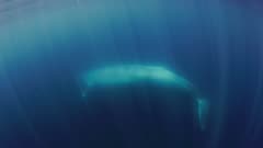 RARE FOOTAGE of a blue whale (Balaenoptera musculus) feeding on krill, underwater shot, see the entire whale as it swims up from deep to gulp at krill near surface of ocean, viewed from underwater near surface. See the cloud of tiny shrimp, the krill it is feeding upon.  Beautiful blue water and sun rays, light up individual krill (Euphausia pacifica). Long pectoral fins indicate a young blue whale.  See the entire body of this whale as it passes, including tail flukes. Good blue water, good natural light from bright sun, underwater and near ocean surface for maximum light on baleen whale. See many, tiny pink shrimp when the light catches them, this is the krill. 