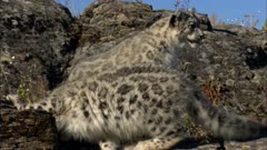 Big Cats, Possibly Snow Leopards, Chase Each Other On Rocky Hilltop