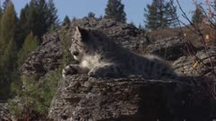 Big Cat, Possibly Snow Leopard On Rocky Hilltop