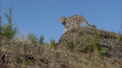 Big Cat, Possibly Snow Leopard On Rocky Hillside