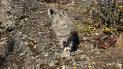 Big Cat, Possibly Snow Leopard On Rocky Hillside