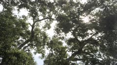 Looking up at oak tree, leaves blowing in the breeze, sun rays peak thru