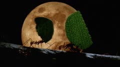 Leafcutter Ants (Atta Cephalotes) Carrying Leaves In Front Of Full Moon