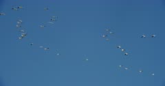 Snow Geese flying in formation over the Lower Klamath Basin National Wildlife Refuge Complex