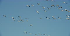 Snow Geese and other birds at the Lower Klamath Basin National Wildlife Refuge Complex
