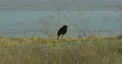 Small black bird perched on a stalk of tall grass, possibly a Red-winged Blackbird, flies off-screen