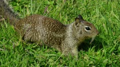 Close up of a Squirrel feeding on grass in Big Sur, California