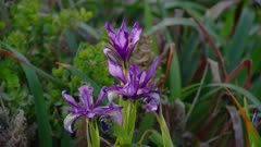 Close up of an Iris flower in Big Sur, California