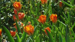 Orange flowers on the California Coast at Big Sur