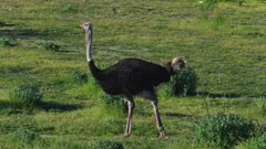Ostrich near Solvang, California