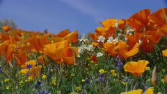 Antelope Valley California Poppy Reserve near Lancaster, California