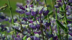 Lupines swaying in breeze in meadow