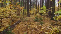 Steadicam walking in Fall forest