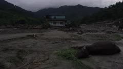 Pokhara, Nepal - August 2, 2015: Dying cow on mud in front of house destroyed by landslide