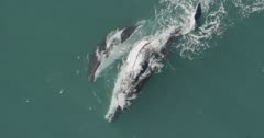 Humpback Whales swimming off the coast of Western Australia