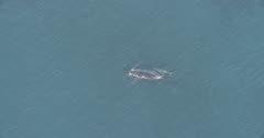 Humpback Whale mother and calf swimming in the Indian Ocean near Australia