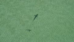 Bronze Whaler sharks in the shallows, Great Barrier Island, New Zealand