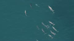 Pod of Dolphins (species unknown) traveling in the ocean near Western Australia