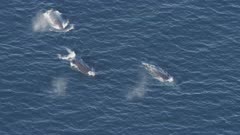 Wide shot of a pod of Humpback Whales