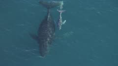 Mother and Calf Humpback Whale swimming in the ocean near Australia