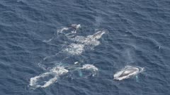 Pod of Humpback Whales swimming in the ocean near Australia