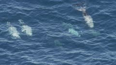 Pod of False Killer Whales traveling across the ocean