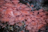 Timelapse pink oyster mushrooms growing - first pins emerging - filmed in studio