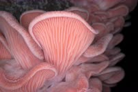 Timelapse pink oyster mushrooms growing - filmed in studio