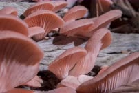 Timelapse pink oyster mushrooms growing - slow panning motion - filmed in studio