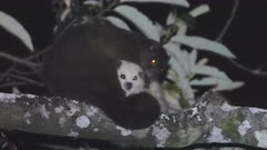 A mother Lemuroid Ringtail Possum grooms her white joey. She doesn't realize just how precious this baby is. Lemuroid Ringtails are on the verge of extinction, due to climate change. This is only professional footage ever recorded of the white form.