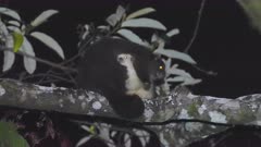 A mother Lemuroid Ringtail Possum suckles her white joey. Lemuroid Ringtails are on the verge of extinction, due to climate change. This is only professional footage ever recorded of the white form.
