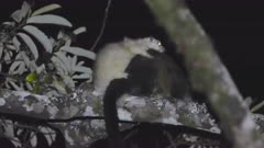A baby Lemuroid Ringtail Possum rides through the forest canopy on its mother's back. Lemuroid Ringtails are on the verge of extinction, due to climate change. This is only professional footage ever recorded of the white form.