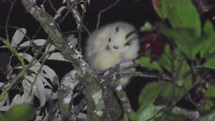 A fluffy white baby Lemuroid Ringtail Possum grooms itself, high in the rainforest canopy. It's mother eventually joins it. Lemuroid Ringtails are on the verge of extinction, due to climate change. This is only professional footage ever recorded of the white form.