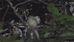 Lemuroid Ringtail Possum - mother and baby (joey) climb down branch. (extremely rare white morph).