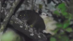 Lemuroid Ringtail Possum - mother and baby (joey) sitting high in the Queensland rainforest canopy. Joey is not yet independent and still clings to its mother. (extremely rare white morph).