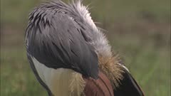 Grey Crowned Crane Preening