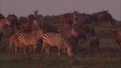Wildebeest And Zebra Herds