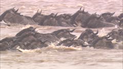 Wildebeest Herd Crosses River