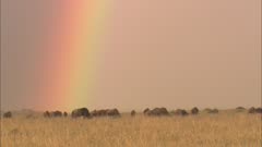 Wildebeest Herd And Rainbow Sky