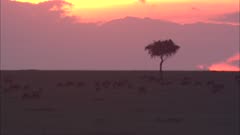 Lone Acacia Tree At Sunrise With Wildebeest Herd