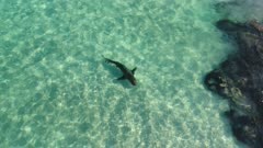 Whaler shark very shallow over sand near reef edge