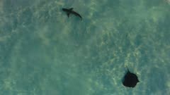 Whaler shark and large ray in shallow water