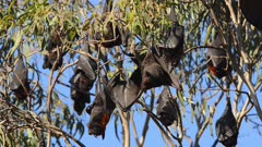 Flying Foxes 