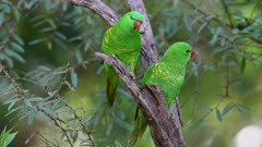 Australian parrots