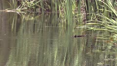 Saltwater crocodile tail disappears into reeds