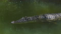Saltwater crocodile swims into frame and through